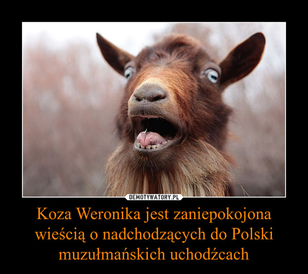 Koza Weronika jest zaniepokojona wieci o nadchodzcych do Polski muzumaskich uchodcach –   