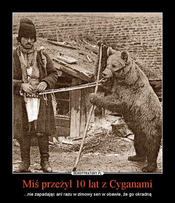 Miś przeżył 10 lat z Cyganami