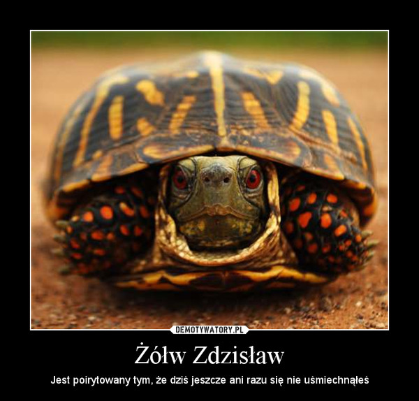 Żółw Zdzisław – Jest poirytowany tym, że dziś jeszcze ani razu się nie uśmiechnąłeś 