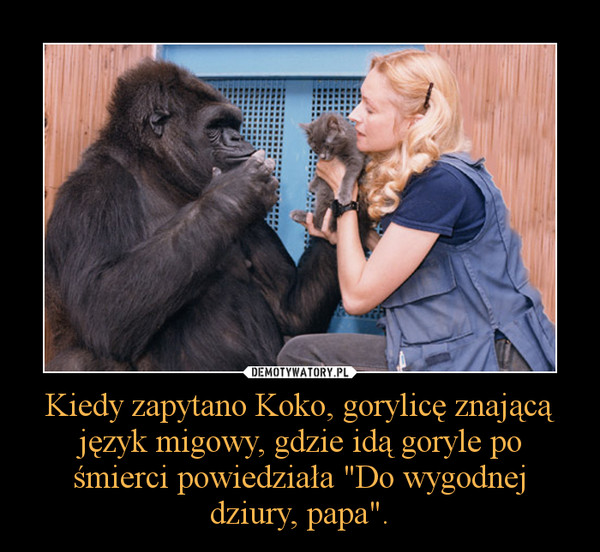 Kiedy zapytano Koko, gorylicę znającą język migowy, gdzie idą goryle po śmierci powiedziała "Do wygodnej dziury, papa". –  
