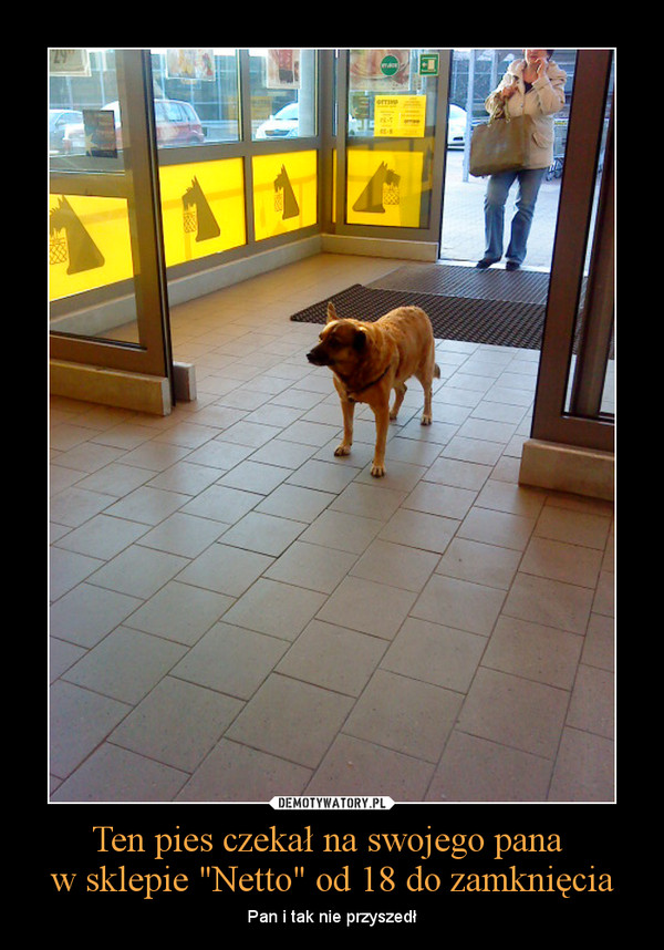 Ten pies czekał na swojego pana w sklepie "Netto" od 18 do zamknięcia – Pan i tak nie przyszedł 
