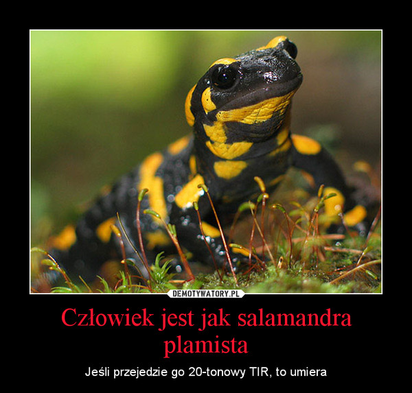 Człowiek jest jak salamandra plamista – Jeśli przejedzie go 20-tonowy TIR, to umiera 
