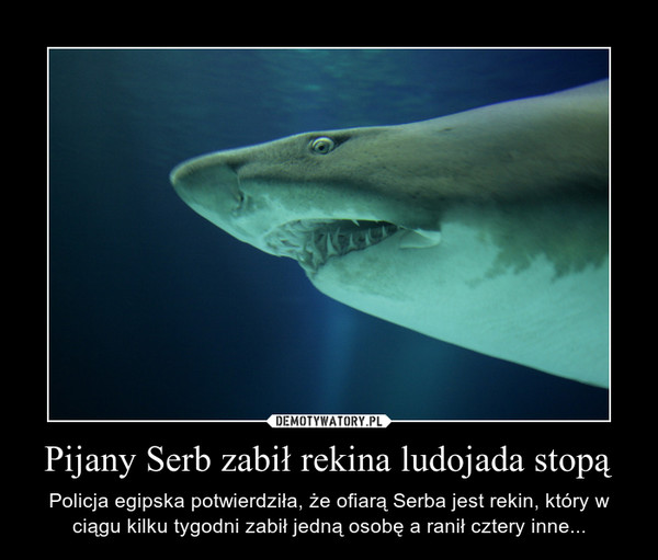 Pijany Serb zabił rekina ludojada stopą – Policja egipska potwierdziła, że ofiarą Serba jest rekin, który w ciągu kilku tygodni zabił jedną osobę a ranił cztery inne... 