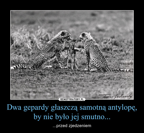 Dwa gepardy głaszczą samotną antylopę, by nie było jej smutno...
