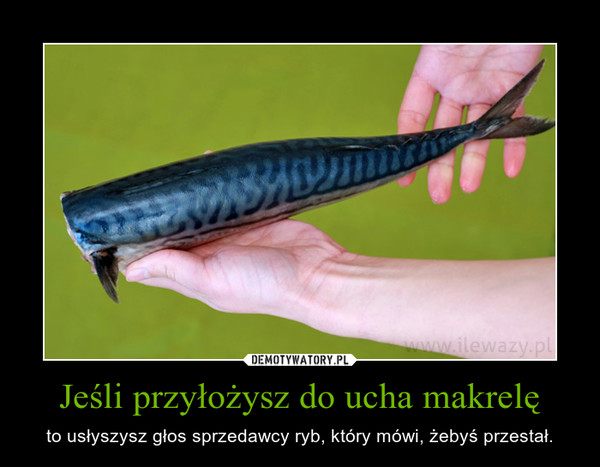Jeśli przyłożysz do ucha makrelę – to usłyszysz głos sprzedawcy ryb, który mówi, żebyś przestał. 