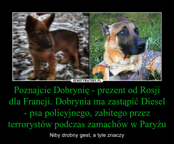 Poznajcie Dobrynię - prezent od Rosji dla Francji. Dobrynia ma zastąpić Diesel - psa policyjnego, zabitego przez terrorystów podczas zamachów w Paryżu – Niby drobny gest, a tyle znaczy 