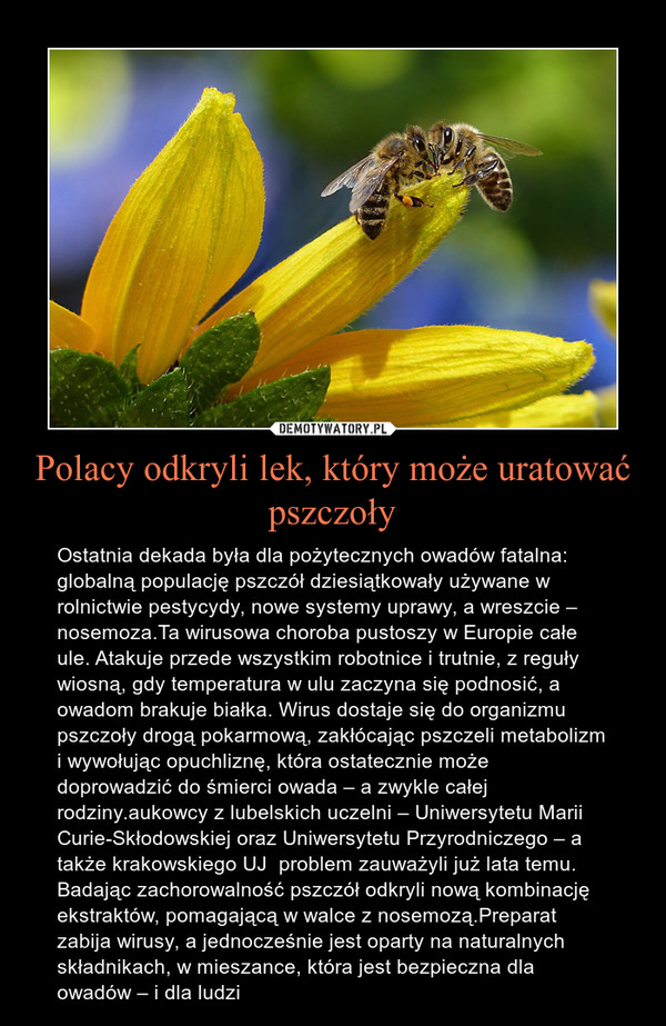 Polacy odkryli lek, który może uratować pszczoły – Ostatnia dekada była dla pożytecznych owadów fatalna: globalną populację pszczół dziesiątkowały używane w rolnictwie pestycydy, nowe systemy uprawy, a wreszcie – nosemoza.Ta wirusowa choroba pustoszy w Europie całe ule. Atakuje przede wszystkim robotnice i trutnie, z reguły wiosną, gdy temperatura w ulu zaczyna się podnosić, a owadom brakuje białka. Wirus dostaje się do organizmu pszczoły drogą pokarmową, zakłócając pszczeli metabolizm i wywołując opuchliznę, która ostatecznie może doprowadzić do śmierci owada – a zwykle całej rodziny.aukowcy z lubelskich uczelni – Uniwersytetu Marii Curie-Skłodowskiej oraz Uniwersytetu Przyrodniczego – a także krakowskiego UJ  problem zauważyli już lata temu. Badając zachorowalność pszczół odkryli nową kombinację ekstraktów, pomagającą w walce z nosemozą.Preparat zabija wirusy, a jednocześnie jest oparty na naturalnych składnikach, w mieszance, która jest bezpieczna dla owadów – i dla ludzi 