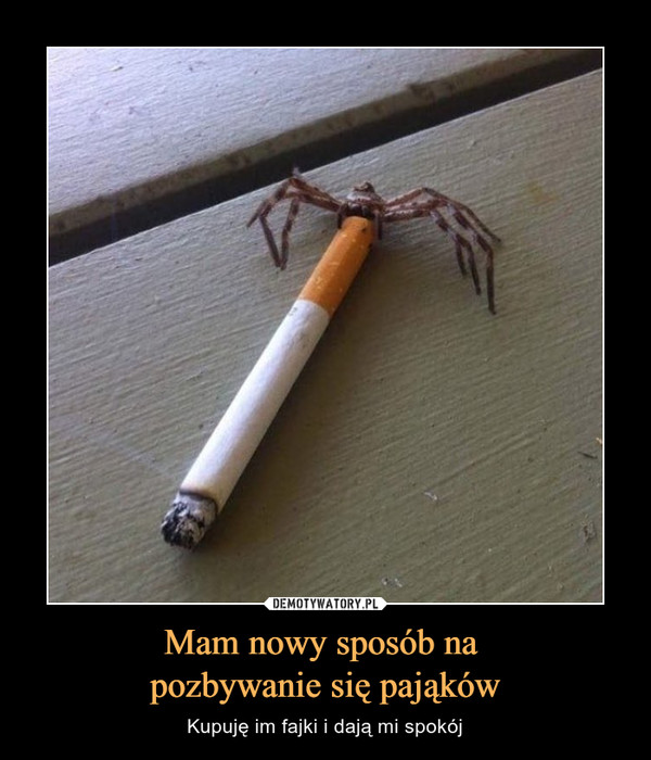 Mam nowy sposób na pozbywanie się pająków – Kupuję im fajki i dają mi spokój 
