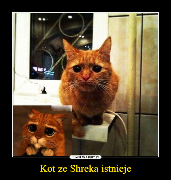 Kot ze Shreka istnieje –  