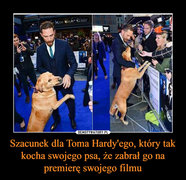 Szacunek dla Toma Hardy'ego, który tak kocha swojego psa, że zabrał go na premierę swojego filmu –  
