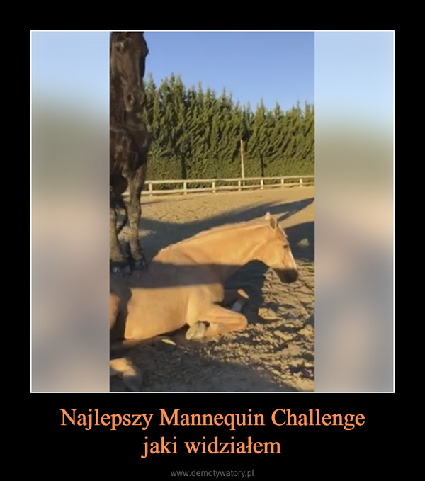 Najlepszy Mannequin Challengejaki widziałem –  