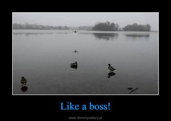 Like a boss! –  