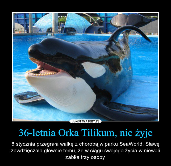 36-letnia Orka Tilikum, nie żyje – 6 stycznia przegrała walkę z chorobą w parku SeaWorld. Sławę zawdzięczała głównie temu, że w ciągu swojego życia w niewoli zabiła trzy osoby 