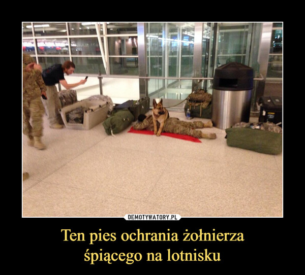 Ten pies ochrania żołnierzaśpiącego na lotnisku –  