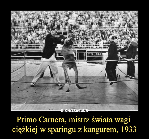 Primo Carnera, mistrz świata wagi 
ciężkiej w sparingu z kangurem, 1933