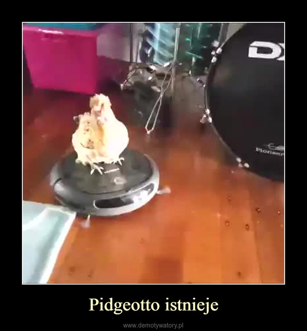 Pidgeotto istnieje –  