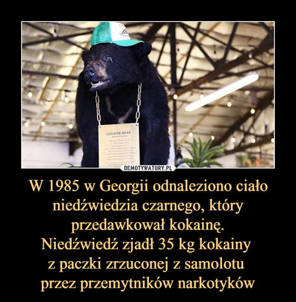 W 1985 w Georgii odnaleziono ciało niedźwiedzia czarnego, który przedawkował kokainę.Niedźwiedź zjadł 35 kg kokainy z paczki zrzuconej z samolotu przez przemytników narkotyków –  