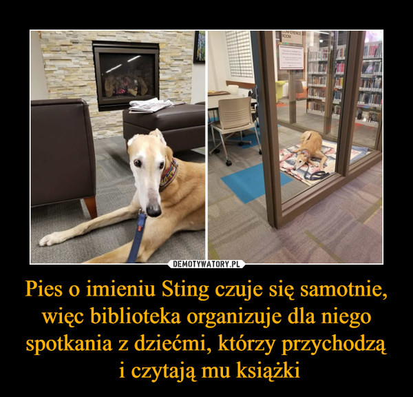Pies o imieniu Sting czuje się samotnie, więc biblioteka organizuje dla niego spotkania z dziećmi, którzy przychodzą
 i czytają mu książki