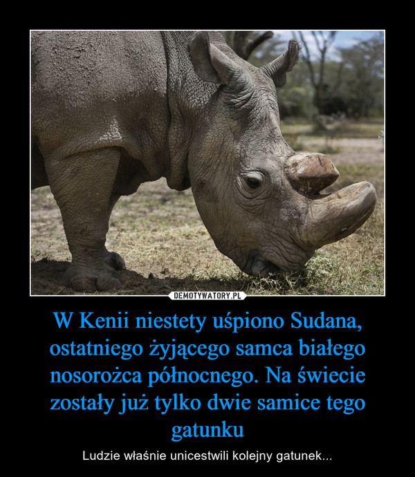 W Kenii niestety uśpiono Sudana, ostatniego żyjącego samca białego nosorożca północnego. Na świecie zostały już tylko dwie samice tego gatunku