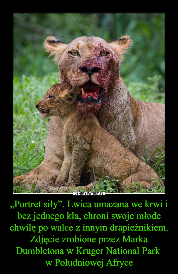 „Portret siły”. Lwica umazana we krwi i bez jednego kła, chroni swoje młode chwilę po walce z innym drapieżnikiem. Zdjęcie zrobione przez Marka Dumbletona w Kruger National Park w Południowej Afryce –  