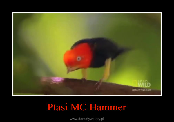 Ptasi MC Hammer –  