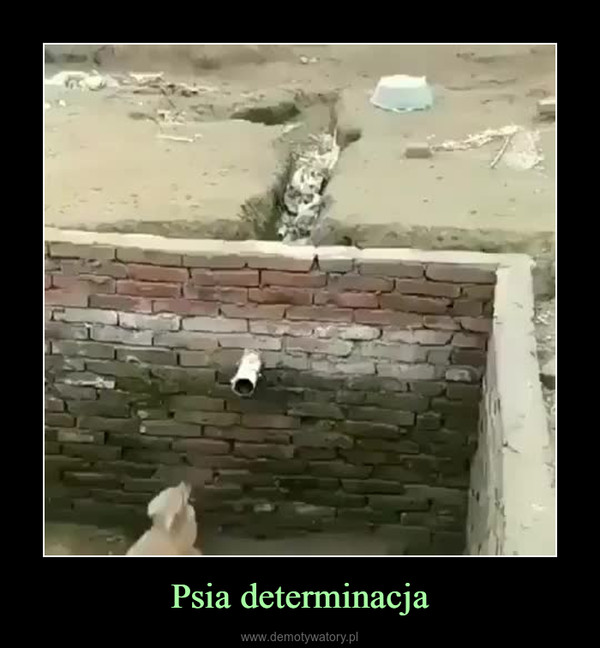 Psia determinacja –  