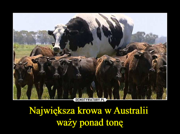Największa krowa w Australii waży ponad tonę –  