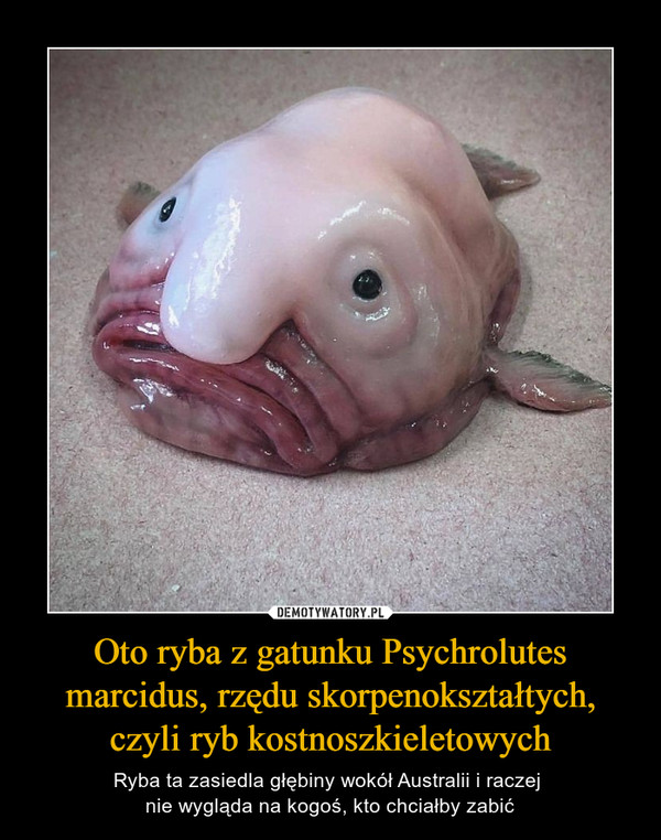 Oto ryba z gatunku Psychrolutes marcidus, rzędu skorpenokształtych, czyli ryb kostnoszkieletowych – Ryba ta zasiedla głębiny wokół Australii i raczej nie wygląda na kogoś, kto chciałby zabić 