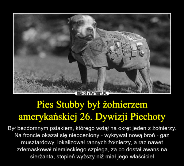 Pies Stubby był żołnierzem amerykańskiej 26. Dywizji Piechoty