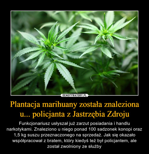 Plantacja marihuany została znaleziona u... policjanta z Jastrzębia Zdroju
