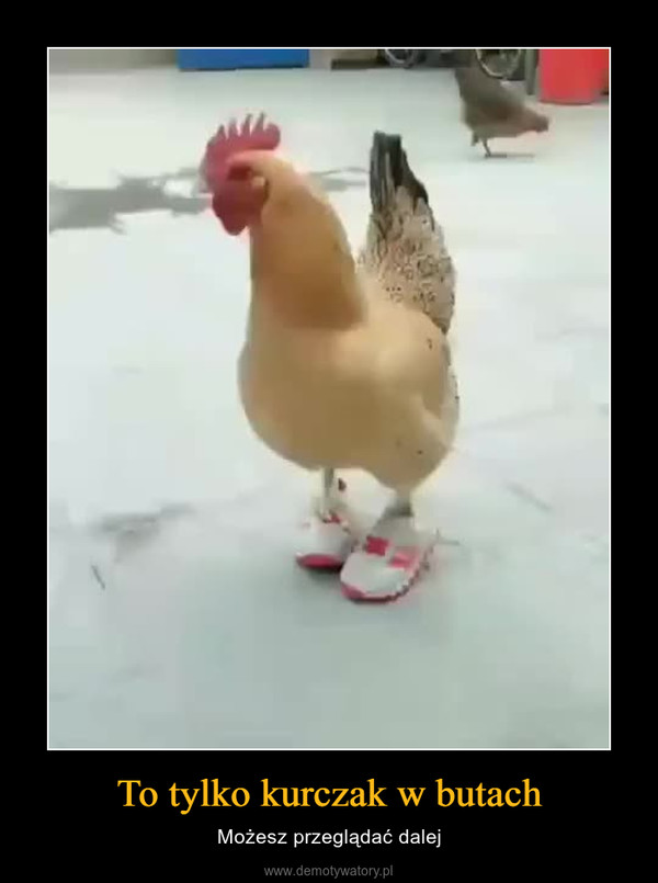To tylko kurczak w butach – Możesz przeglądać dalej 
