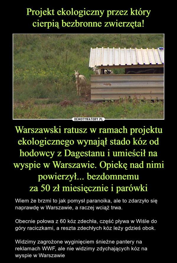 Warszawski ratusz w ramach projektu ekologicznego wynajął stado kóz od hodowcy z Dagestanu i umieścił na wyspie w Warszawie. Opiekę nad nimi powierzył... bezdomnemuza 50 zł miesięcznie i parówki – Wiem że brzmi to jak pomysł paranoika, ale to zdarzyło się naprawdę w Warszawie, a raczej wciąż trwa.Obecnie połowa z 60 kóz zdechła, część pływa w Wiśle do góry raciczkami, a reszta zdechłych kóz leży gdzieś obok.Widzimy zagrożone wyginięciem śnieżne pantery na reklamach WWF, ale nie widzimy zdychających kóz na wyspie w Warszawie 