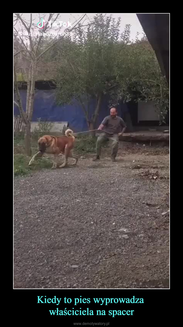 Kiedy to pies wyprowadza właściciela na spacer –  