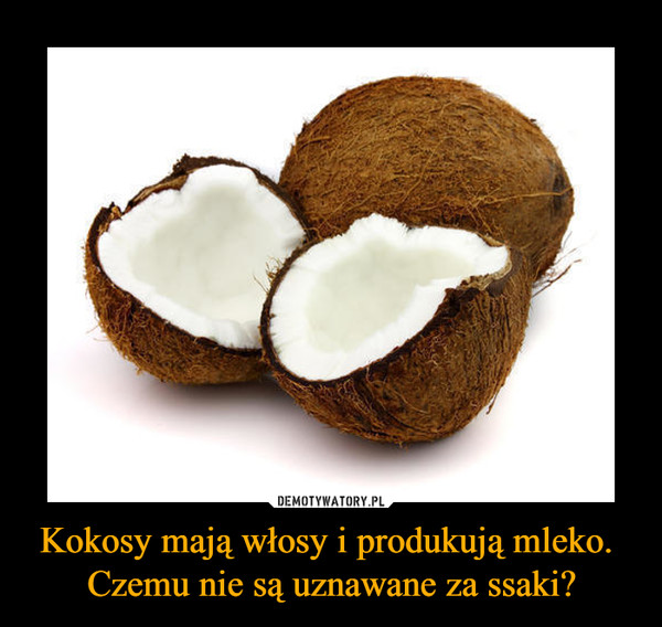 Kokosy mają włosy i produkują mleko. Czemu nie są uznawane za ssaki? –  