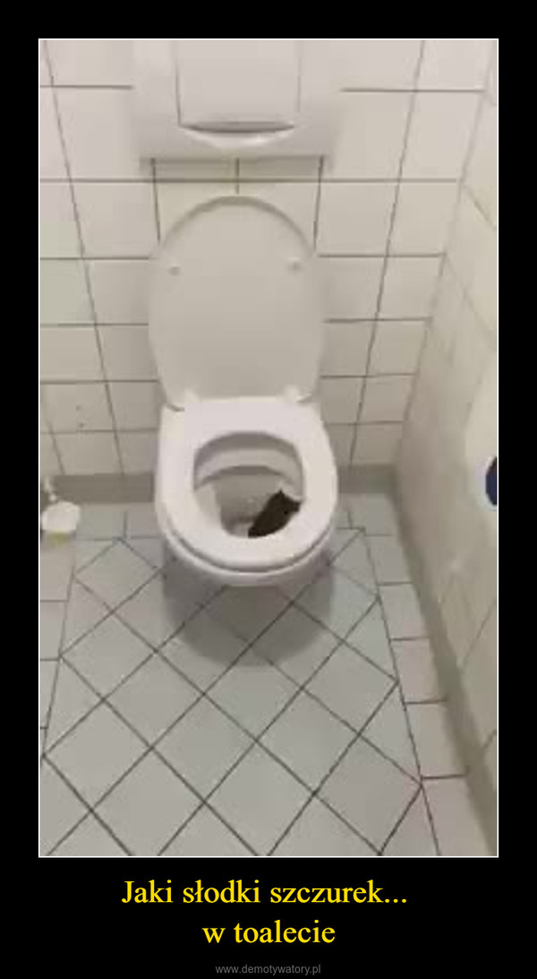 Jaki słodki szczurek... w toalecie –  