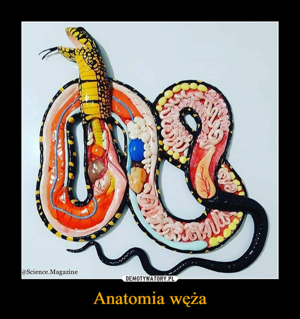 Anatomia węża –  