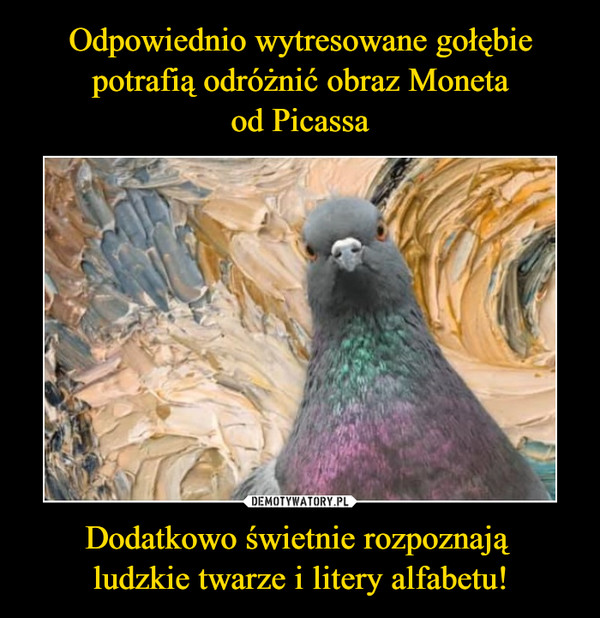 Odpowiednio wytresowane gołębie potrafią odróżnić obraz Moneta
od Picassa Dodatkowo świetnie rozpoznają 
ludzkie twarze i litery alfabetu!