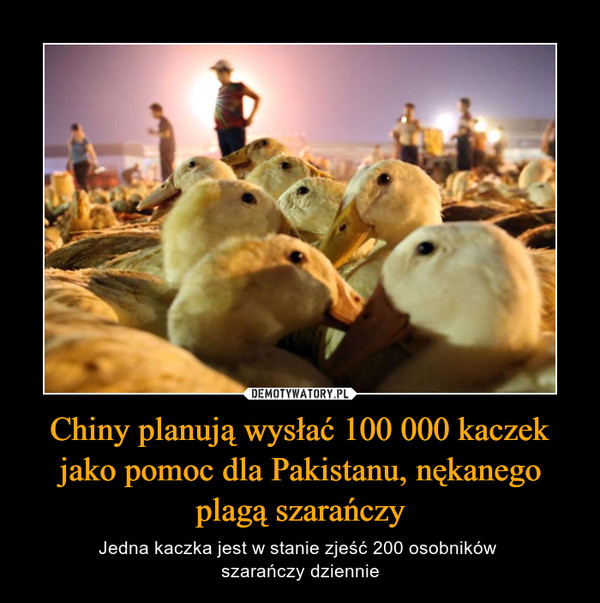 Chiny planują wysłać 100 000 kaczek jako pomoc dla Pakistanu, nękanego plagą szarańczy – Jedna kaczka jest w stanie zjeść 200 osobników szarańczy dziennie 
