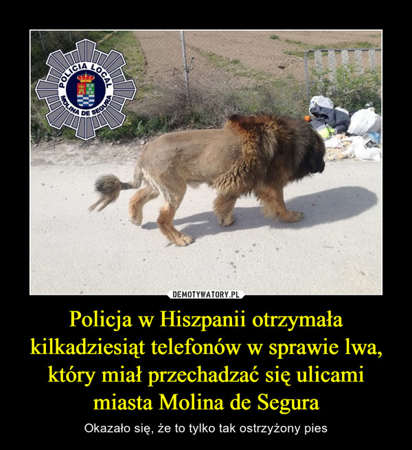 Policja w Hiszpanii otrzymała kilkadziesiąt telefonów w sprawie lwa, który miał przechadzać się ulicami miasta Molina de Segura – Okazało się, że to tylko tak ostrzyżony pies 