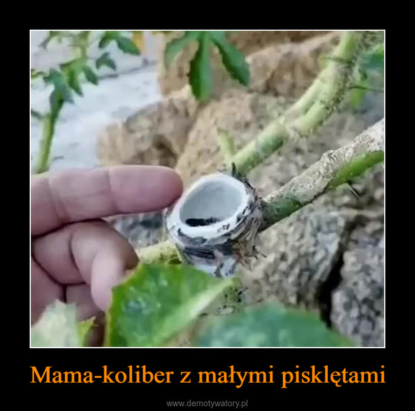 Mama-koliber z małymi pisklętami –  