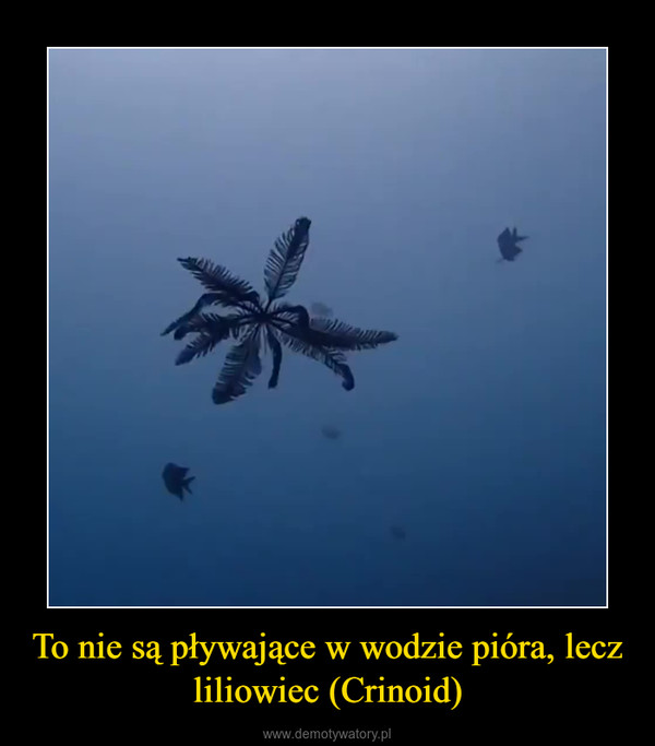 To nie są pływające w wodzie pióra, lecz liliowiec (Crinoid) –  