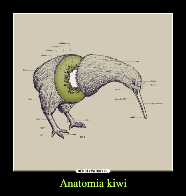 Anatomia kiwi –  