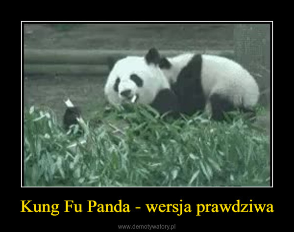 Kung Fu Panda - wersja prawdziwa –  