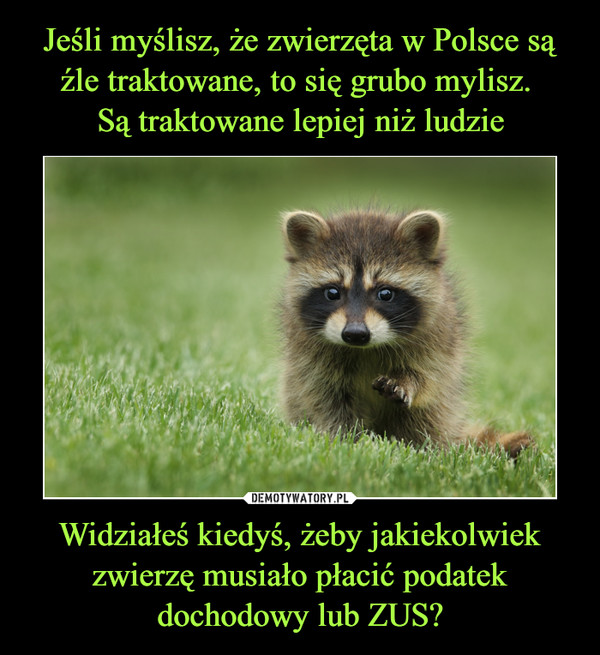Jeśli myślisz, że zwierzęta w Polsce są źle traktowane, to się grubo mylisz. 
Są traktowane lepiej niż ludzie Widziałeś kiedyś, żeby jakiekolwiek zwierzę musiało płacić podatek dochodowy lub ZUS?