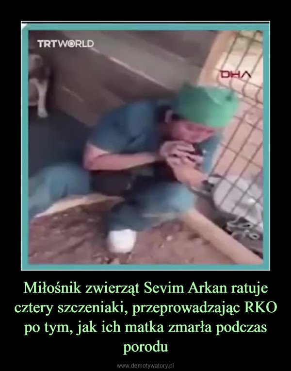 Miłośnik zwierząt Sevim Arkan ratuje cztery szczeniaki, przeprowadzając RKO po tym, jak ich matka zmarła podczas porodu –  