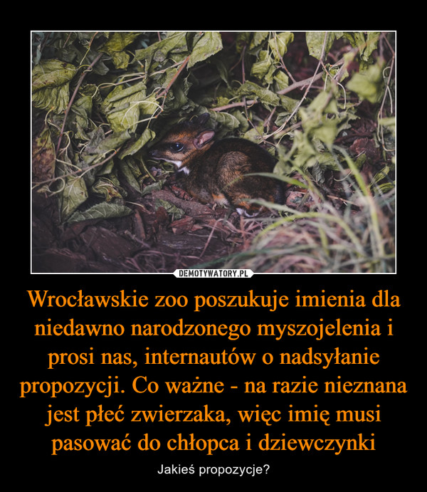 Wrocławskie zoo poszukuje imienia dla niedawno narodzonego myszojelenia i prosi nas, internautów o nadsyłanie propozycji. Co ważne - na razie nieznana jest płeć zwierzaka, więc imię musi pasować do chłopca i dziewczynki – Jakieś propozycje? 
