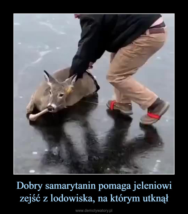 Dobry samarytanin pomaga jeleniowi zejść z lodowiska, na którym utknął –  