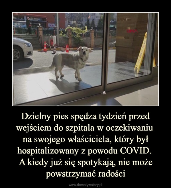 Dzielny pies spędza tydzień przed wejściem do szpitala w oczekiwaniu na swojego właściciela, który był hospitalizowany z powodu COVID. A kiedy już się spotykają, nie może powstrzymać radości –  