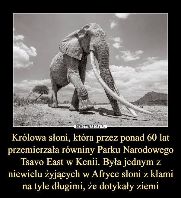 Królowa słoni, która przez ponad 60 lat przemierzała równiny Parku Narodowego Tsavo East w Kenii. Była jednym z niewielu żyjących w Afryce słoni z kłami na tyle długimi, że dotykały ziemi –  