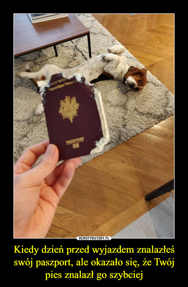 Kiedy dzień przed wyjazdem znalazłeś swój paszport, ale okazało się, że Twój pies znalazł go szybciej –  